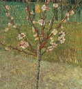 Almond Tree in Blossom