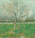 Orchard in Blossom Plum Trees