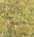 a field of yellow flowers, arles