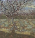apricot blossom, arles