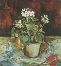 geranium in pot, paris