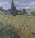 green wheat field with cypresses, saint remy