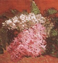 lilacs, paris