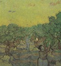 olive grove with figures in the harvest, st remy in