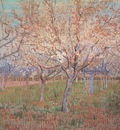 orchard with apricot in bloom, arles