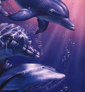 crl DolphinQuestII