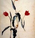 ligozzi 3 tulip varieties between 1577 and