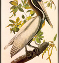 Audubon Brown Pelican sj