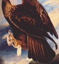 audubon golden eagle 1833