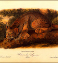 bs na Audubon Canada Lynx