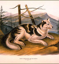 bs na Audubon Hare Indian Dog