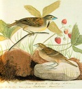 jja 0003 Black Throated Bunting [ Dickcissel ] sqs