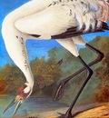 jja 0005 Whooping Crane late 1821 sqs