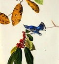 jja 0007 Cerulean Warbler 1822 Louisiana or Mississippi sqs