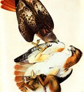 jja 0011 Red Tailed Hawk Painted in Louisiana in 1821 and later reworked sqs