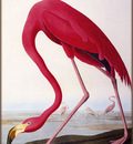 ma Audubon American Flamingo