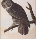 ma Audubon Great Generous Owl