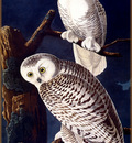 ma Audubon Snowy Owl