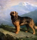 Cunaeus Conradyn Mastiff in mountainous landscape Sun