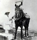 Dagnan Photo Horses2