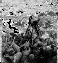 Dq024 Don Quixote GustaveDore sqs