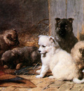 Eerelman Otto Five little pupies Sun