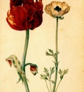 flegel tulip and white poppy 1627