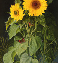 Fristrup Niels SUNFLOWERS