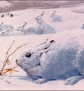 bs na Louis Agassiz Fuertes Arctic Hare