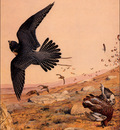 bs na Louis Agassiz Fuertes Tiercel Gentle A Hit On Grouse