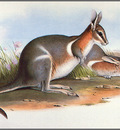 pa AVM ext 01 Gould CrescentNail TailWallaby