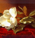 heade a magnolia on red velvet c1885