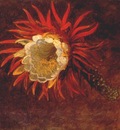 heade study of a yellow flower