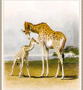 Hills Robert Giraffes sj
