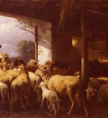 Mali Christian Friedrich Feeding The Sheep