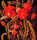 Cactus with Scarlet Blossoms