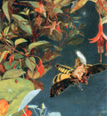 kb Naish John The Midsummer Fairies1