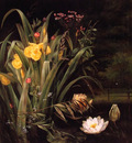 A Lily Pond