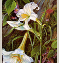 bs flo Marianne North Great Lily Of Naini Tal India