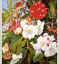 bs flo Marianne North Indian Rhododendrons