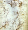 Leonardo da Vinci The Neck and Shoulder of a Man