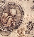 embrione in utero Leonardo