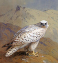 A Greenland or Gyr Falcon