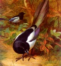 Thorburn Archibald Magpies