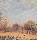 Apple Trees in Flower Spring Morning