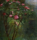 rose bush in flower