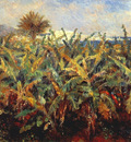 field of banana trees