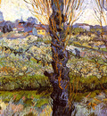 orchard in bloom with poplars
