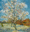 peach trees in blossom