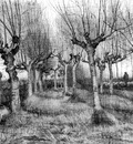 pollard birches